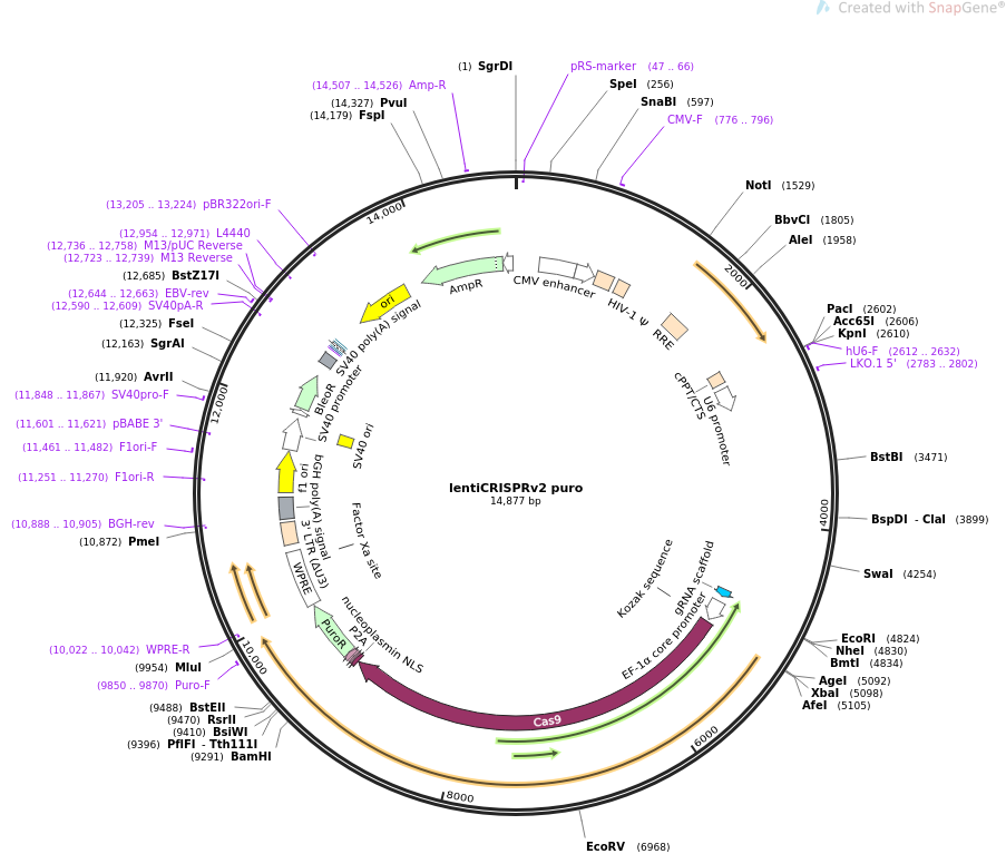lentiCRISPRv2 puro质粒图谱